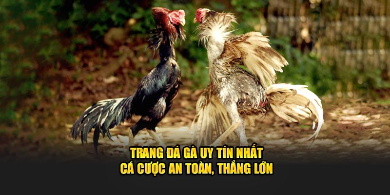 Trang đá gà uy tín